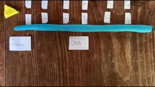 DNA replication stop motion bio project