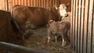 TV-Beitrag Winterhof Biolandbau \u0026 Hofmolkerei