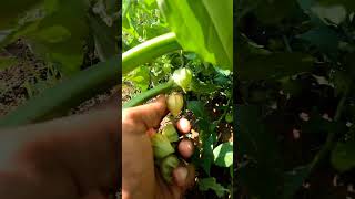 சொடக்கு தக்காளி - Cape Gooseberry #gooseberry #fruit #collection #video #nature #food #farming