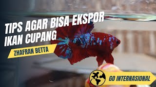 Tips Agar Bisa Ekspor Ikan Cupang