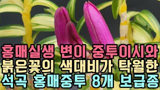 홍매실생 변이 중투이시와 붉은꽃의 색대비가 탁월한 석곡 홍매중투 8개 보급종 [꽃밭에서 난원]난테크 재테크 식테크 초특가 춘란 orchid 반려식물 키우기 도시농부 취미 풍란