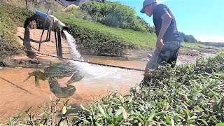 养殖场排水口竟藏着“成精蟹王”，长得肥得流油，阿明直接看呆了