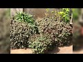 evergreen turtle vine casllisia repens shorts