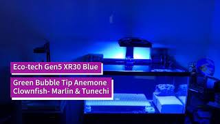 Clownfish GLOW under GEN5 Ecotech XR30-40g DIY Breeder Frag Tank