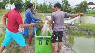 PARSIAL UDANG VANAMEI USIA 2 BULAN || tambak udang semi tradisional || TYOSAN VANAMEI VLOG