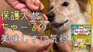 【犬のおやつ】いなばのちゅーるビッツの美味しさに気付く愛犬！リピート決定っ