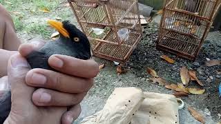 Unboxing burung baru - jalak kebo mata kuning untuk aviary mini