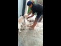 Scxy video Ayaan khan mr Mm