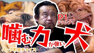 【ベスト10】嚙む力が強い犬【P1グランプリ】