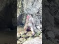 【高崎山】たそがれ猿〰️😙 おんせん県おおいた monkey shots