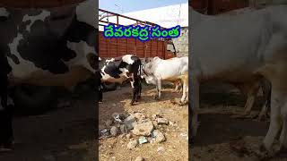 ఈ వారం దేవరకద్ర సంత 13/12/2023 #cattlemarket