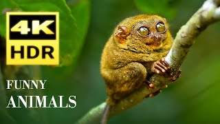 Funny Animals 4K HDR - The Most Beautiful Animals With Relaxing Music | Wildlife Film - 2023