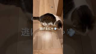 お母さんのこと見ないで行くにゃ！#shorts #ねこのきもち #ねこのいる暮らし #猫のいる生活 #cat