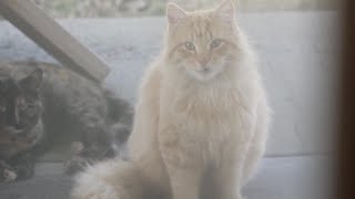 Helping to prevent cat overpopulation: The Community Cat Program at NHS