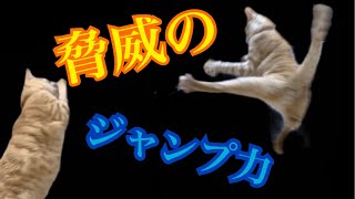 ジャンプ力が凄い猫