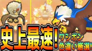 最新最速！ワシボン・ウォーグル色違い厳選方法！【ポケモンSV】