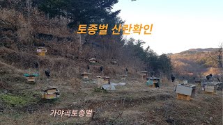 토종벌 산란 확인