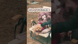 キャンプ犬の特権　#shorts