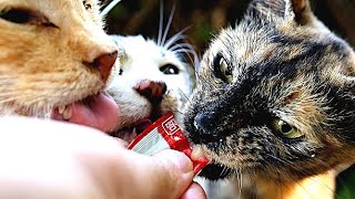 酷暑日にガリガリのさくらねこ地域猫野良猫にシーバ(sheba)とカルカン(kalkan)とちゅ～るを給餌 命がけでエナジーちゅ～るに喰らいつく 感動猫動画 EOSR5