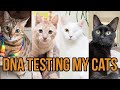 DNA Testing My Cats and Kittens!