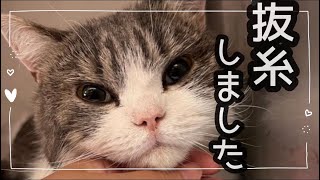 猫の膀胱結石術後の経過と抜糸！【閲覧注意】血尿、術後の傷の映像あり