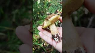 Identifying edible mushrooms - Bay bolete, aka Imleria badia.