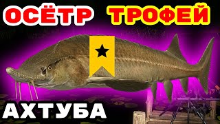 ОСЁТР ТРОФЕЙ АХТУБА 💥 РОЗЫГРЫШИ 🔴 ПРЕМЫ И ЗОЛОТО 🎁 В  РУЛЕТКЕ - РАПТОР, ВЕНГА, РОД ПОД 💥 СТРИМ РР4