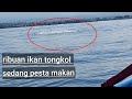 Memancing di laut prancak negara || melihat segerombol ikan tongkol