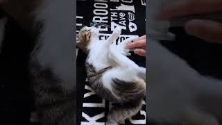 【ブラッシング】大好きすぎてテンションが上がる子猫🥰#shorts #子猫