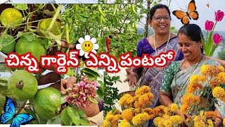 చిన్న గార్డెన్ లో ఎన్ని కూరగాయలు పంటలో#@AadiLakshmiTerraceGarden #vegetables garden