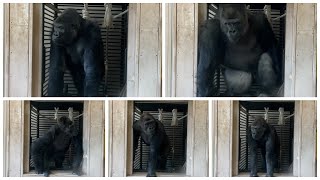 【東山動物園】シャバーニ一家の朝　キヨマサとアニーが大暴れ　Shabani family morning Kiyomasa and Annie rampage