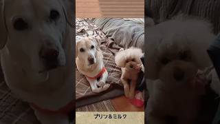 迎えに行ってくるから２人でお留守番ヨロシクねん🤗🦮🐕#ラブラドールレトリバー #トイプードル #犬