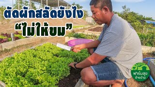 วิธีการตัดผักสลัดไม่ให้ขม ชมแปลงผัก / ฟาร์มสุขข้างบ้าน