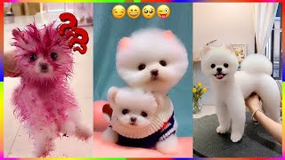 Tik Tok Chó Phốc Sóc Mini 😍 Funny and Cute Pomeranian #274