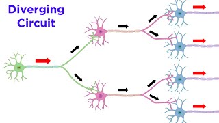 Neuronal Pools and Neural Processing