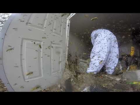 Massive Hornet Nest Removal Massive Hornet Nest Removal