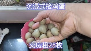 芦丁鸡：阳台上养的芦丁鸡太棒了交房租25枚，每天都沉浸在捡鸡蛋的快乐中