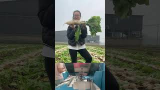 Seed weaving machine #radish #turnip #mooli #daikon #vegetables #chili #carrot #lettuce #coriander