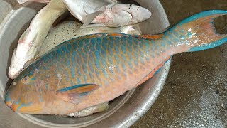 Nagapattinam Fish Market Harbour | Nagapattinam Harbour #nagapattinam #nagapatinam #fishmarket #fish