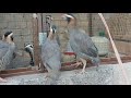 arabian partridge