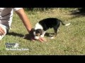 Animal Behavior College (ABC) - The Online Dog Trainer.