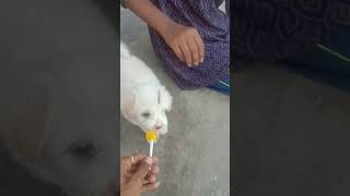 that is my baby dog 🐕🐕 #viral #blog #video #shoets