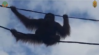 INFO ORANGUTAN TERSENGAT LISTRIK DI JALAN RAYA TJILIK RIWUT KM 9 PALANGKA RAYA