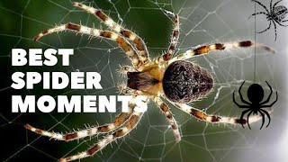 Best Spider Moments | Spider Hunting | 0.1 things