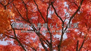 高尾山の紅葉 Fall colors of Mt.Takao