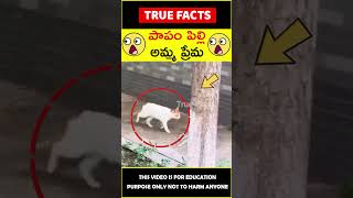 Mother cat reunites with kitty #motherslove 😭అమ్మ ప్రేమ😭 #amazingfacts #truefacts #shorts