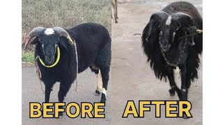 𝙎𝙝𝙚𝙚𝙥 𝙏𝙧𝙖𝙣𝙨𝙛𝙤𝙧𝙢𝙖𝙩𝙞𝙤𝙣 || 𝙃𝙐𝘽𝙇𝙄 𝙍𝘼𝙑𝘼𝙉𝘼🔥❤|#karnataka  #sheep #transformation#sheeplover #like