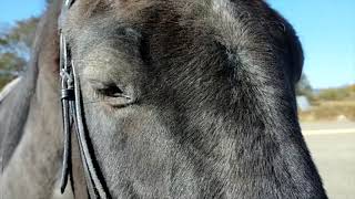 あーこっこ乗馬日記〜ソワソワしても大丈夫だぜ！仕事だからな、真面目にやるぜ！