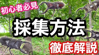 クワガタ採集の基本知識 発生時期・場所・装備・注意点について徹底解説【初心者向け】