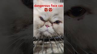 Itna dangerous face cat AP nay kabi dayka ha 😲😲😲😲 #catsofyoutube #catlover #cat #cats #catshorts